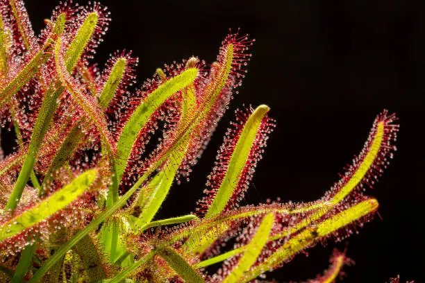 Detail of carnivorous plant on a black background