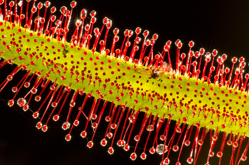 Detail of carnivorous plant on a black background