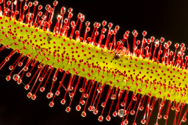 DROSERA CAPENSIS Detail of carnivorous plant on a black background carnivorous stock pictures, royalty-free photos & images