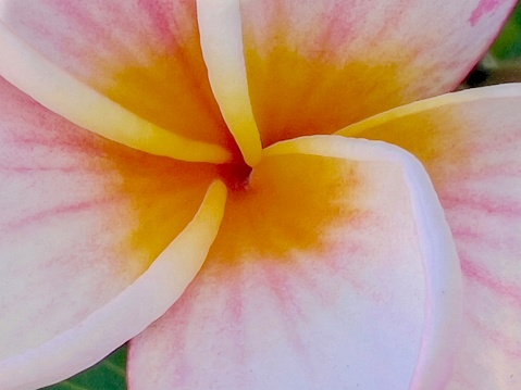 Horizontal extreme closeup photo of a pink flower with a golden centre growing on a Frangipani tree in a tropical garden in Summer.
