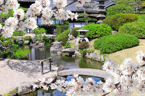 Decorative pond, bridge and blooming sakura branches in Koishikawa Korakuen garden, Okayama, Japan. Sakura blossom season. Cherry blooming season in Asia. Japanese hanami festival