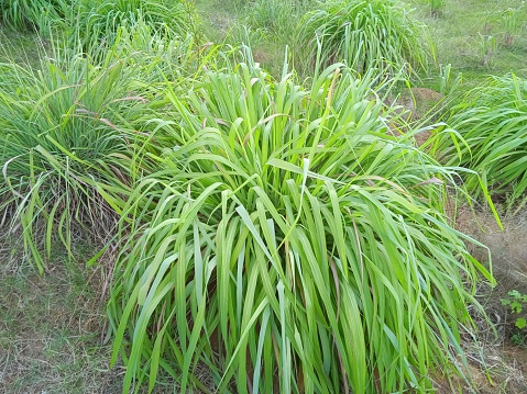 A grass type plant with the scientific name Imperata cylindrica with green leaves and long white flowers like cotton, usually grows wild in gardens.