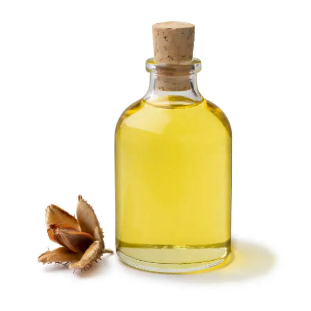 Bottle beech nut oil and a single beechnut isolated on white background