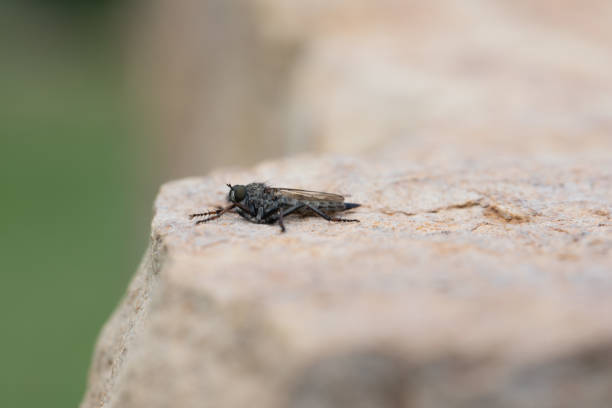 istock Brown heath Robberfly Machimus cingulatus 1428978832