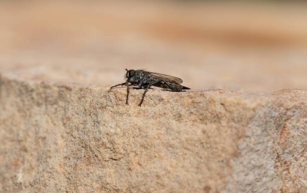 istock Brown heath Robberfly Machimus cingulatus 1428978882