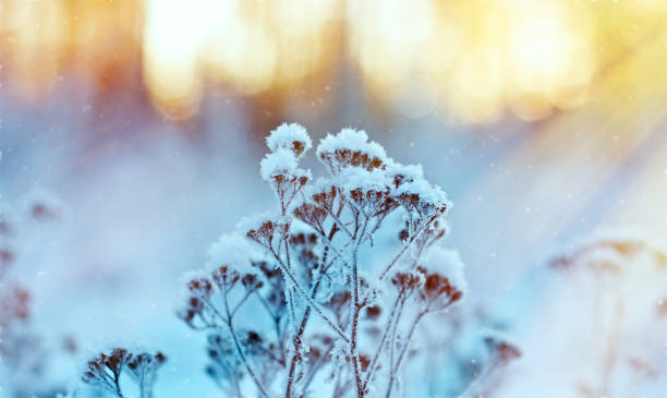 istock Winter landscape.Winter scene 1428980019
