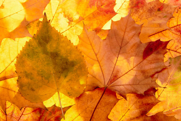 istock autumn leaves to the light 1428982376