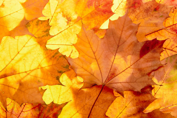 istock autumn leaves to the light 1428982401