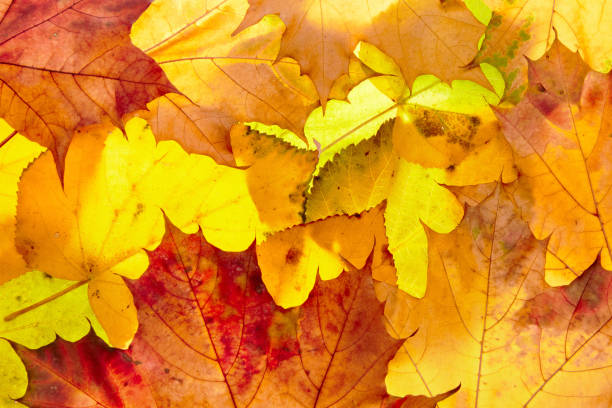 istock autumn leaves to the light 1428982500