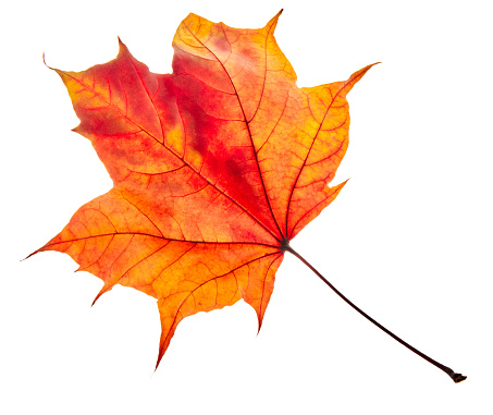 Autumn maple leaves isolated on white background. High quality photo