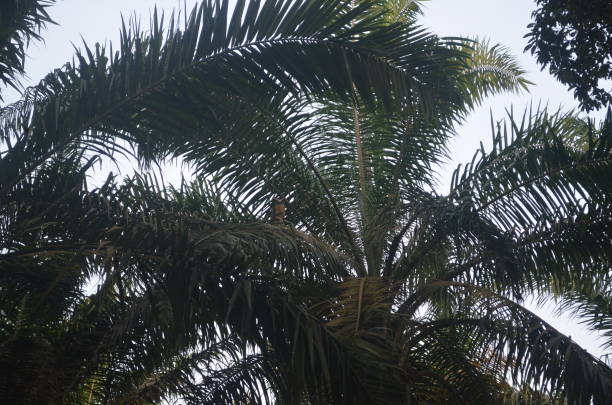 istock an eagle  in a garden in Malaysia 1428983716