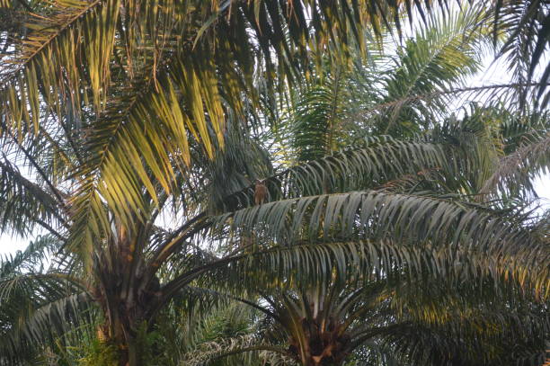 istock an eagle  in a garden in Malaysia 1428983739