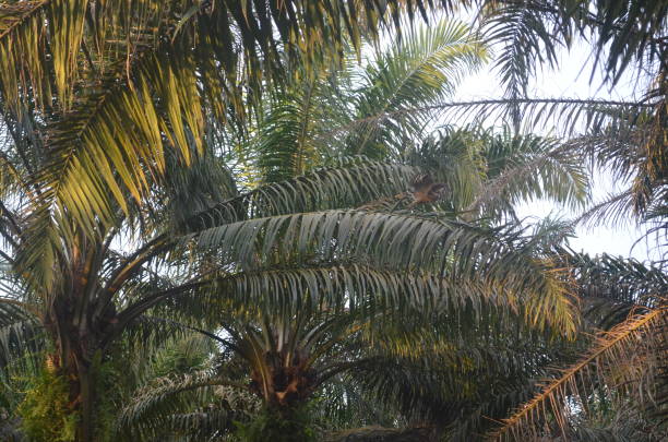 istock an eagle  in a garden in Malaysia 1428983767
