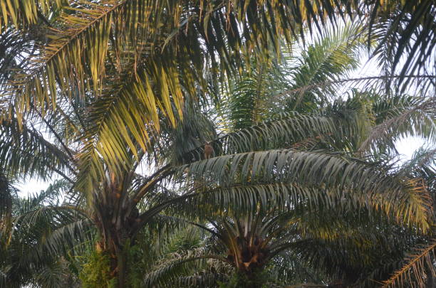 istock an eagle  in a garden in Malaysia 1428984647