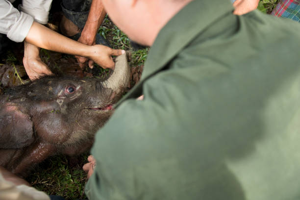Veterinarians check the condition of a two-month-old wild baby elephant after it was rescued by villagers and rangers from a mud pit in Panton Beunot village, Tiro sub-district, Aceh. After being trapped for three days, the community and rangers tried to help rescue it and then brought it to the elephant conservation center for medical treatment. After two weeks of treatment, the baby elephant died.