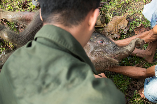 Veterinarians check the condition of a two-month-old wild baby elephant after it was rescued by villagers and rangers from a mud pit in Panton Beunot village, Tiro sub-district, Aceh. After being trapped for three days, the community and rangers tried to help rescue it and then brought it to the elephant conservation center for medical treatment. After two weeks of treatment, the baby elephant died.