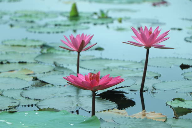 różowe tło tekstury lilii wodnej lub lotosu, przestrzeń kopiowania - victoria water lily zdjęcia i obrazy z banku zdjęć