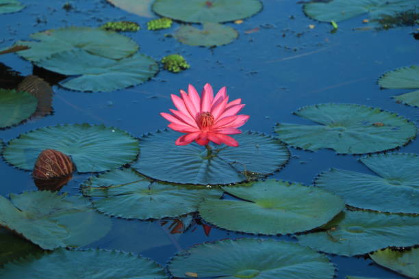 close-up de florescimento branco, vermelho e rosa fantasia waterlily ou flor de lótus com abelhas dentro de lótus no garden em bangladesh - pond water lily water drop - fotografias e filmes do acervo