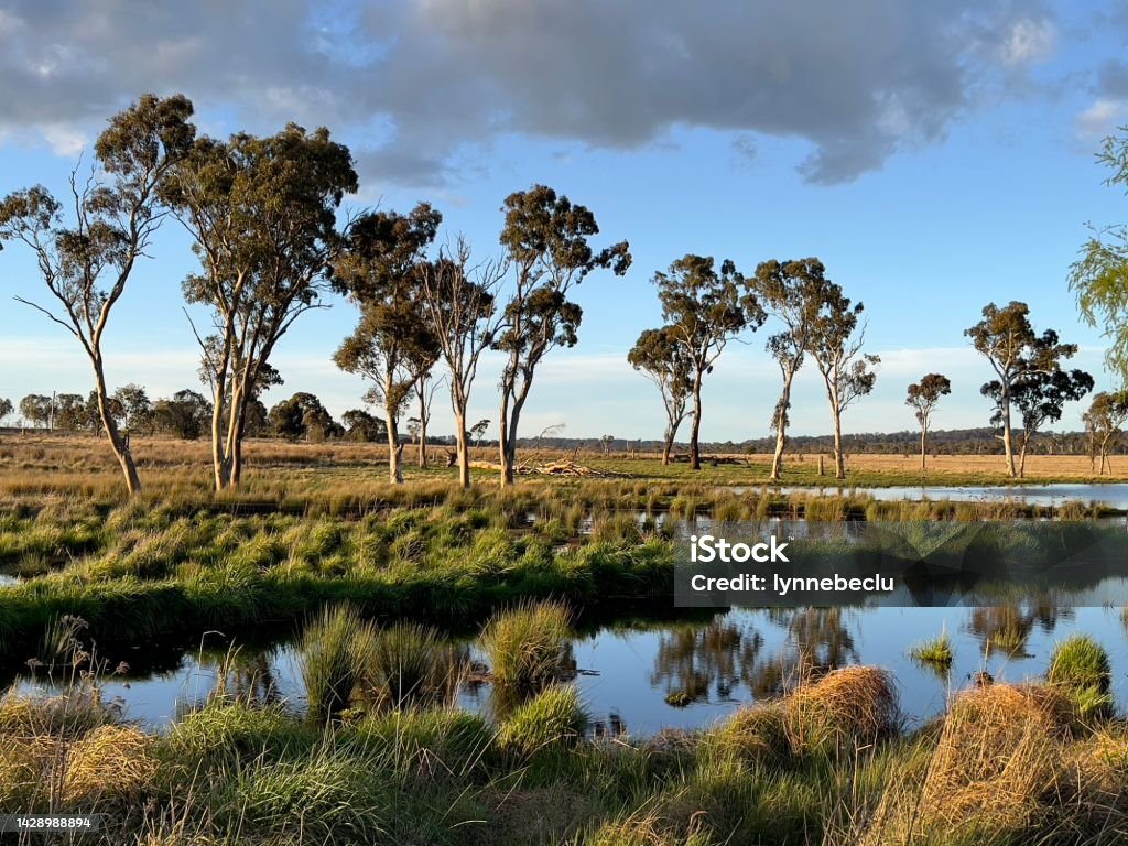 New England High Country Landscape Horizontal landscape photo of a group of Eucalyptus trees, lush grass and a creek under a blue sky in the New England high country near Armidale, NSW in Spring. Australia Stock Photo