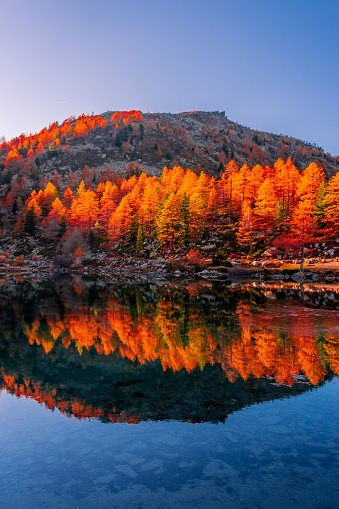 Amazing reflections of red leaves trees over Lake Arpy in the Alps of Aosta Valley, Italy