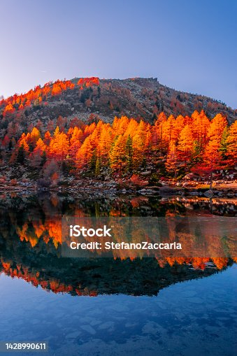 istock Amazing reflections of red leaves trees over Lake Arpy in the Alps of Aosta Valley Italy 1428990611