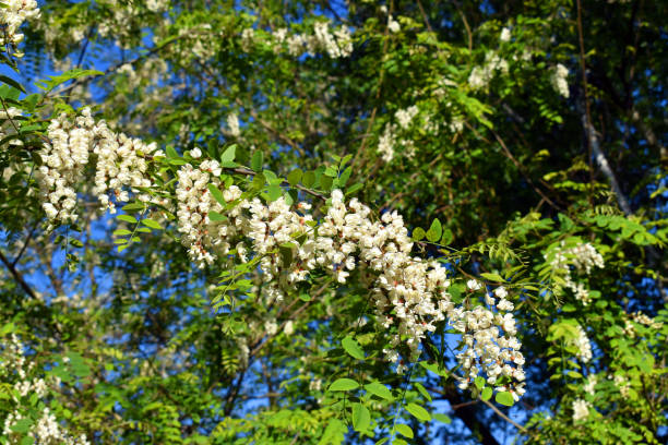 flores de langosta negra (robinia pseudoacacia) - locust tree black robinia fotografías e imágenes de stock