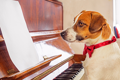 profile of a jack russell terrier with a red butterfly around his neck looking at a blank sheet on the piano, horizontal
