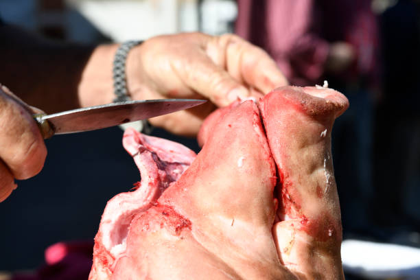 Pig slaughtering  ham production process. Pork snout
