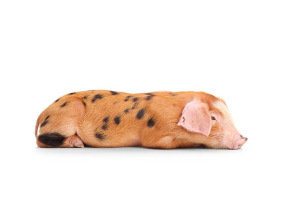 Piglet with black spots laying on the ground isolated on white background