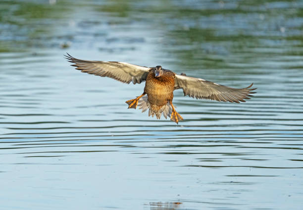 Mallard duck landing on water.