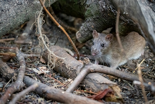 A rat amongst twigs and branches.