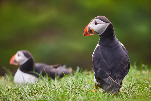 Puffin on Mykines cliffs with green background. Faroe birdlife Puffin on Mykines cliffs with green nature background. Faroe islands birdlife mykines faroe islands photos stock pictures, royalty-free photos & images