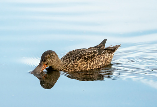 Shoveler duck on a lake in Tyne and Wear.
