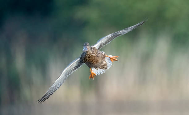 Shoveler duck landing in flight.