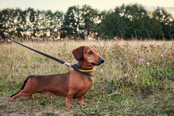 레드 미니 닥스훈트 - miniature dachshund 뉴스 사진 이미지