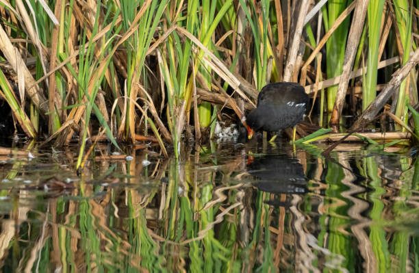 istock Moorhen in reeds 1428998279