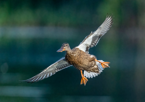 Shoveler duck landing in flight.
