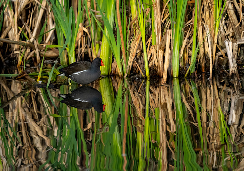 Moorhen in reeds with its reflection in the lake.