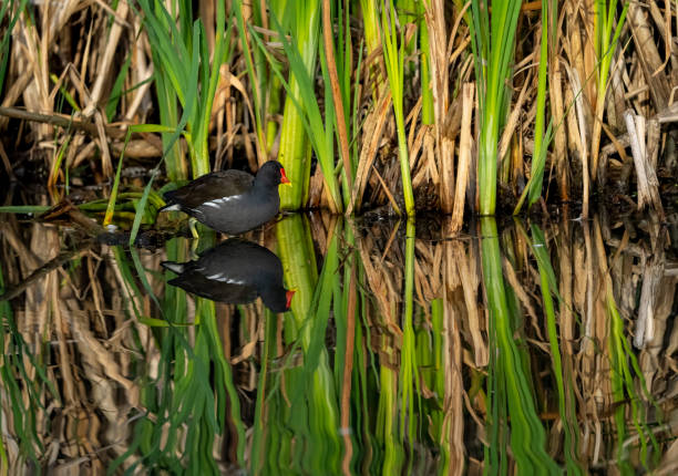 Moorhen in reeds Moorhen in reeds with its reflection in the lake. moorhen bird water bird black stock pictures, royalty-free photos & images
