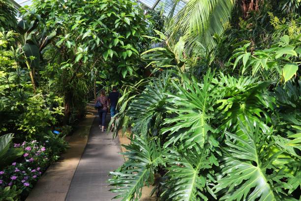 istock Tropical plants in botanical garden 1428999179