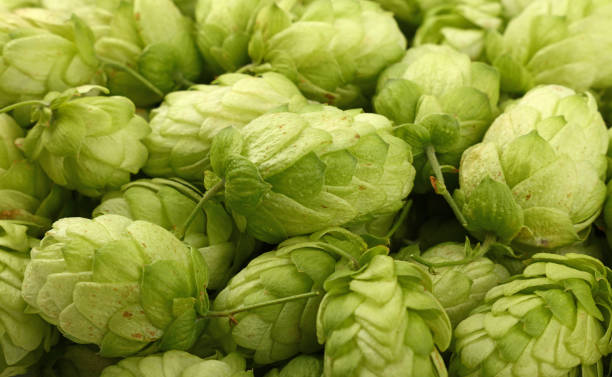 istock Close up background of fresh green beer hops 1429000077