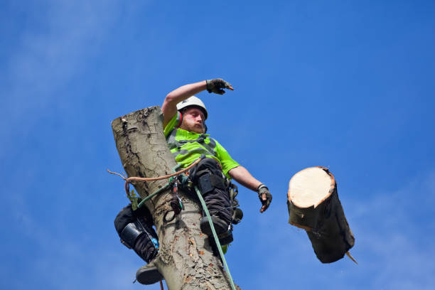 istock Dismantling of Tree by Tree Surgeon 1429001710