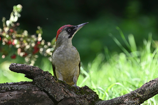 female European green woodpecker (Picus viridis)