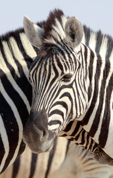 istock Portrait of a Burchell Zebra Head 1429003672