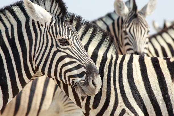 istock Zebra head, with a small herd in the background 1429003675