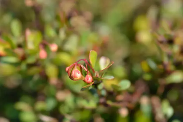 Japanese barberry Kobold branch with flower buds - Latin name - Berberis thunbergii Kobold