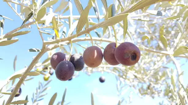 olives on the olive tree with lieaves and blue sky and holes from dacus insect on it