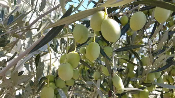 olives on the olive tree with lieaves and blue sky and holes from dacus insect on it