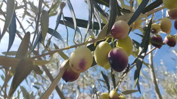 olives on the olive tree with lieaves and blue sky and holes from dacus insect on it