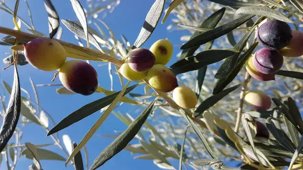 olives on the olive tree with lieaves and blue sky and holes from dacus insect on it